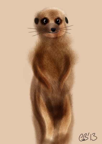 meerkat