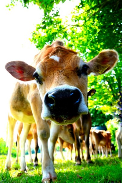 jersey cow